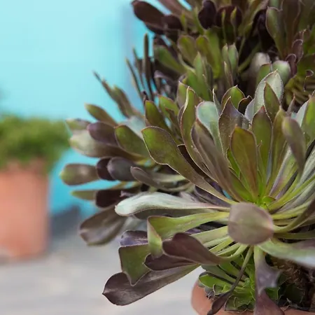 La Casita Azul Holiday home Caleta de Interian