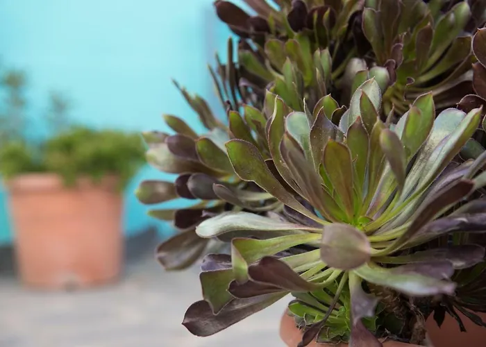 La Casita Azul Feriehus Caleta de Interián